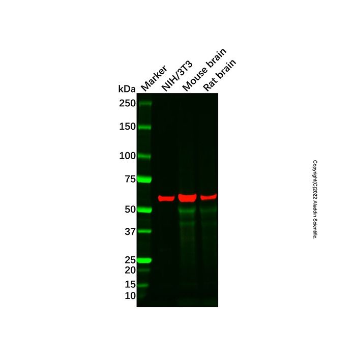 ZBTB18 Antibody