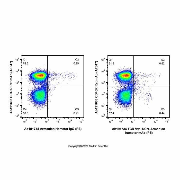 TCR Vγ1.1/Cr4 Armenian hamster mAb (PE)