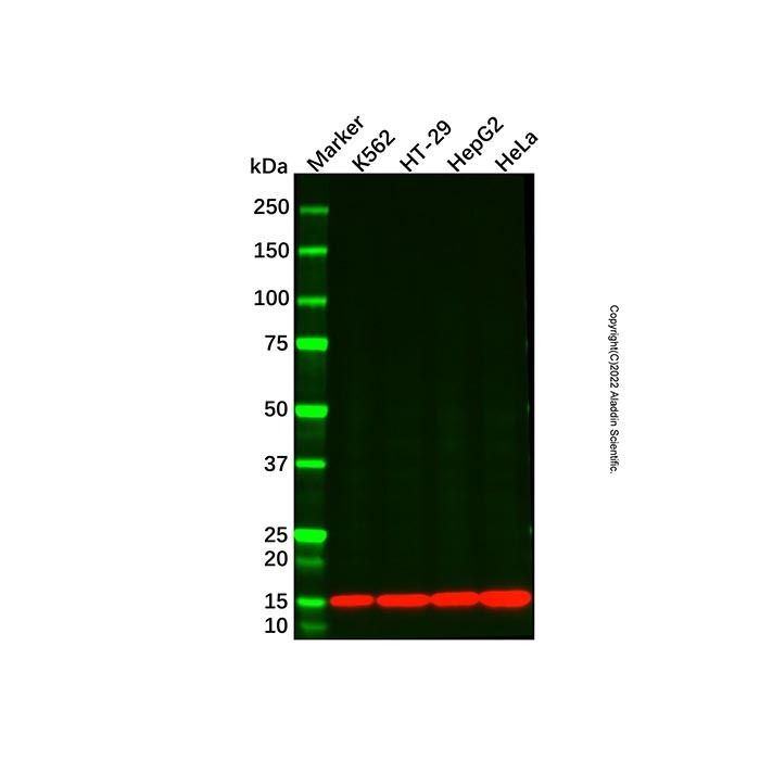 Profilin 1 Mouse mAb