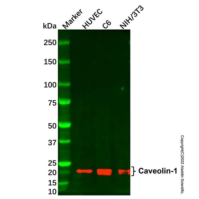 Caveolin-1 Mouse mAb