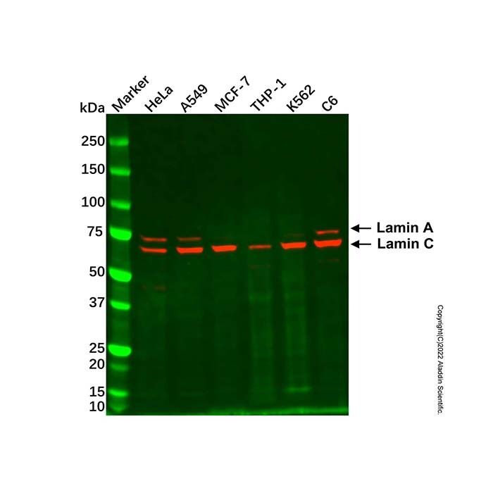 Lamin A/C Mouse mAb