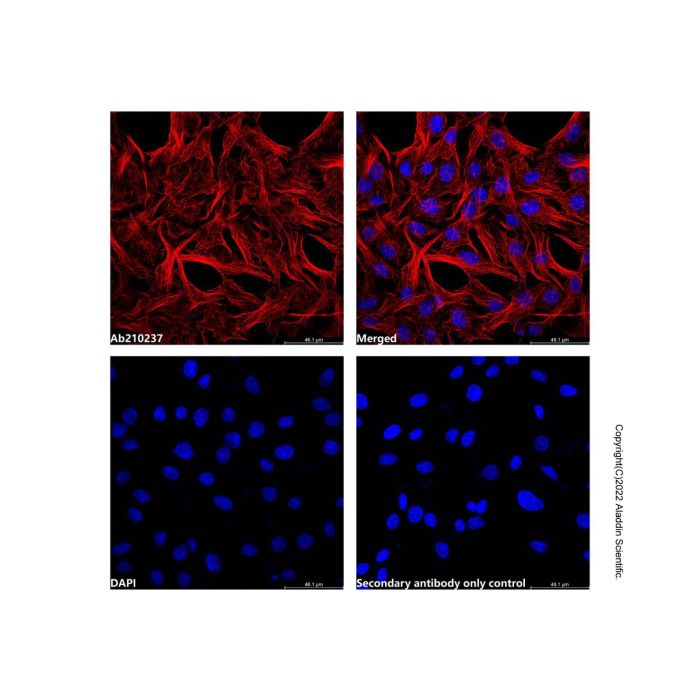 Goat Anti-Mouse IgG H&L (Cy3)