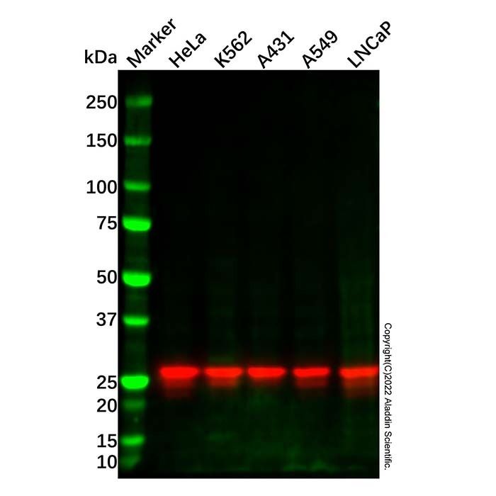 Hsp27 Mouse mAb