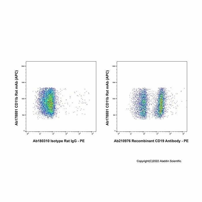 Recombinant CD19 Antibody