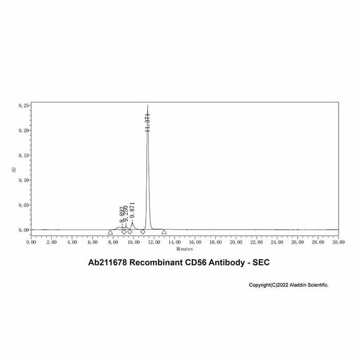 Recombinant CD56 Antibody