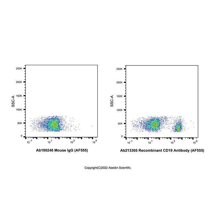 Recombinant CD19 Antibody (AF555)