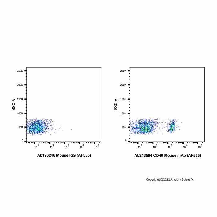 CD40 Mouse mAb (AF555)