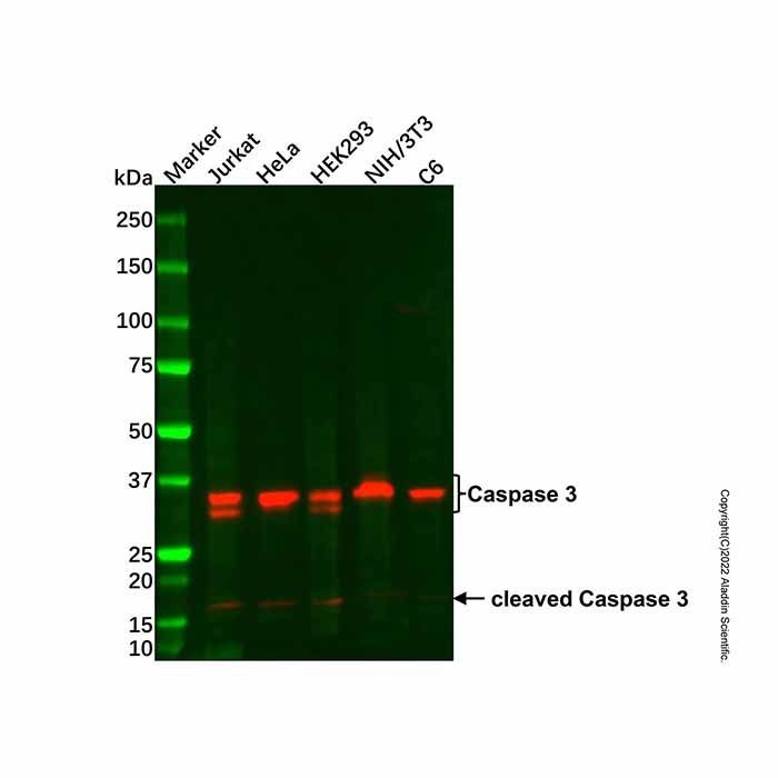Caspase 3 Mouse mAb