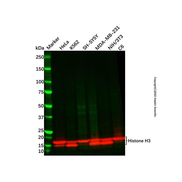 Recombinant Histone H3 Antibody