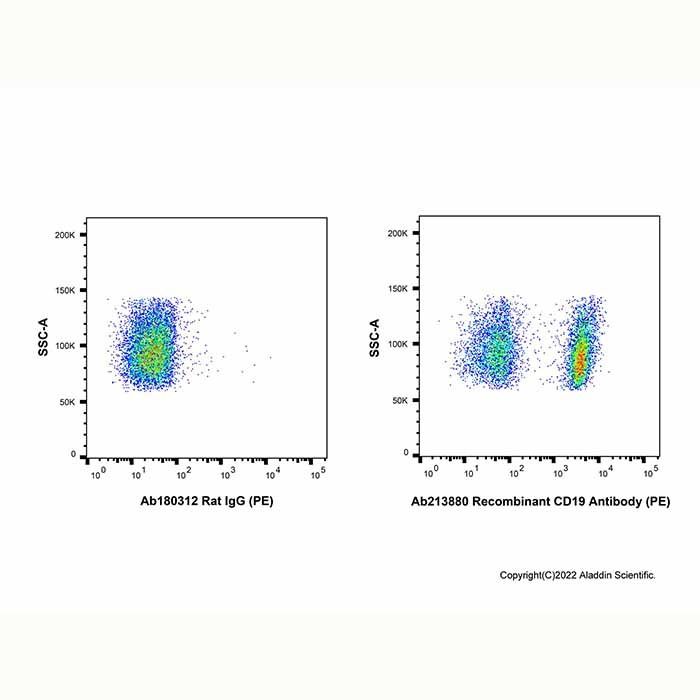 Recombinant CD19 Antibody (PE)