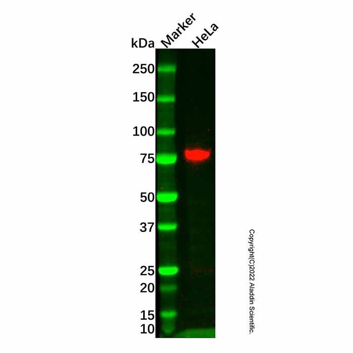 CD44 Mouse mAb