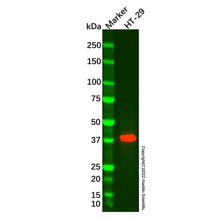 EpCAM Mouse mAb