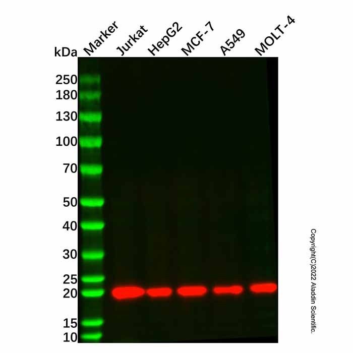 BID Mouse mAb