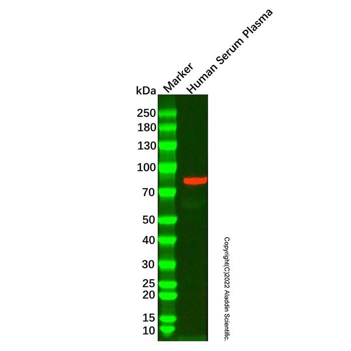 Transferrin Mouse mAb