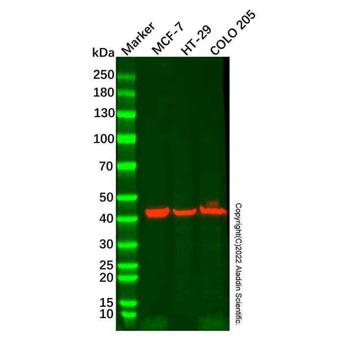 Cytokeratin 19 Mouse mAb