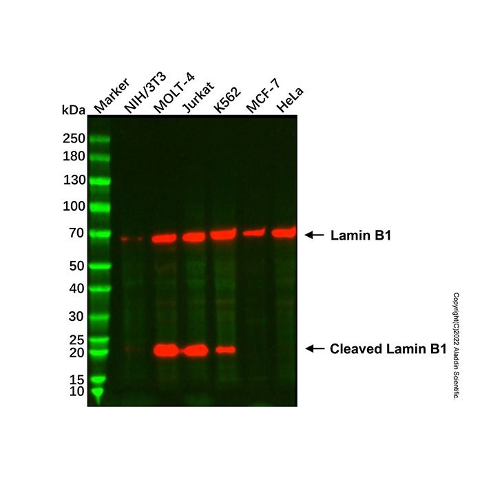 Lamin B1 Mouse mAb