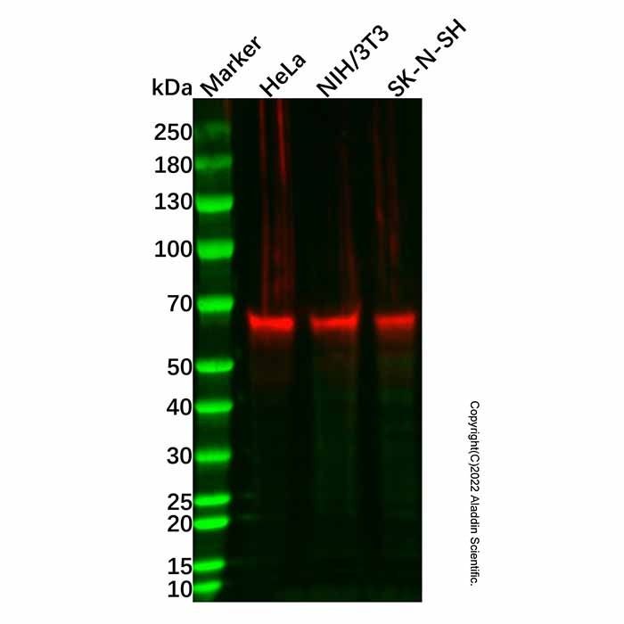 Cytokeratin 9 Mouse mAb