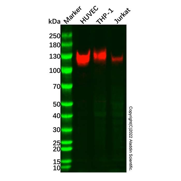 CD31 Mouse mAb