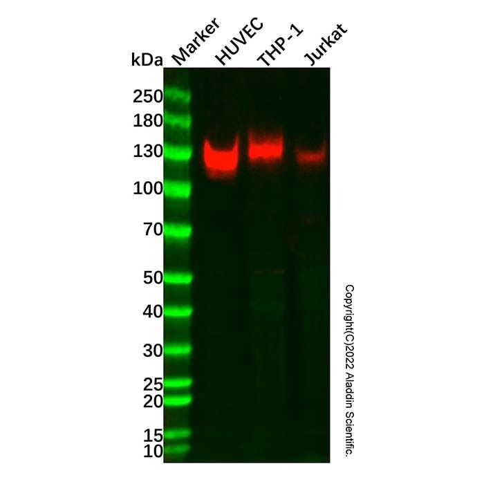 CD31 Mouse mAb