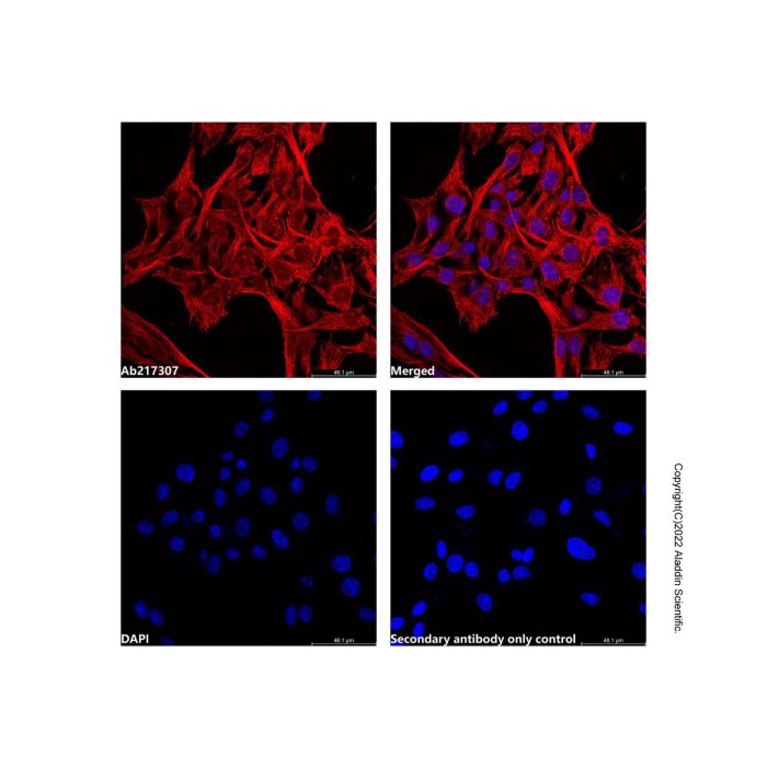 Goat Anti-Mouse IgG H&L (AF546)