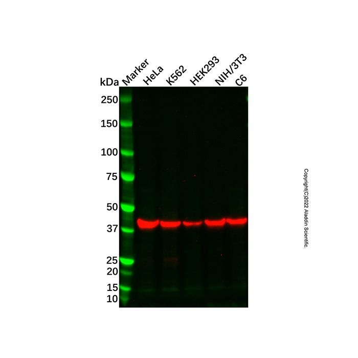 Goat Anti-Mouse IgG H&L (Biotin) (Ready to use)