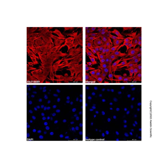 Goat Anti-Mouse IgG H&L (AF647) (Ready to use)