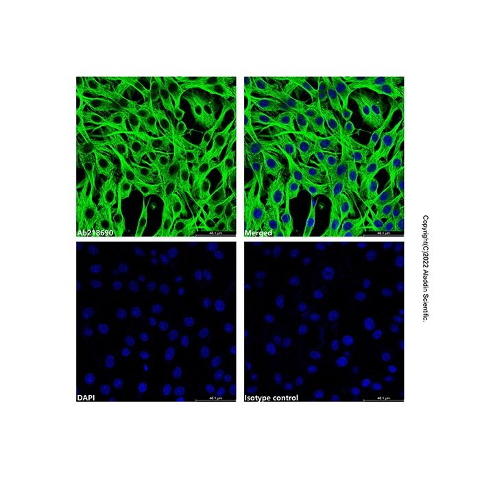 Goat Anti-Mouse IgG H&L (AF488) (Ready to use)