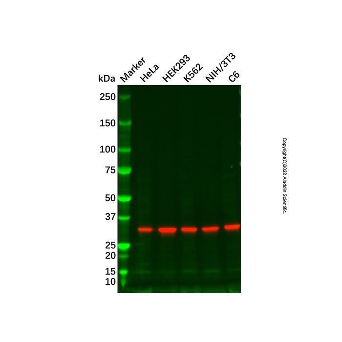 Goat Anti-Rabbit IgG H&L (Biotin) (Ready to use)