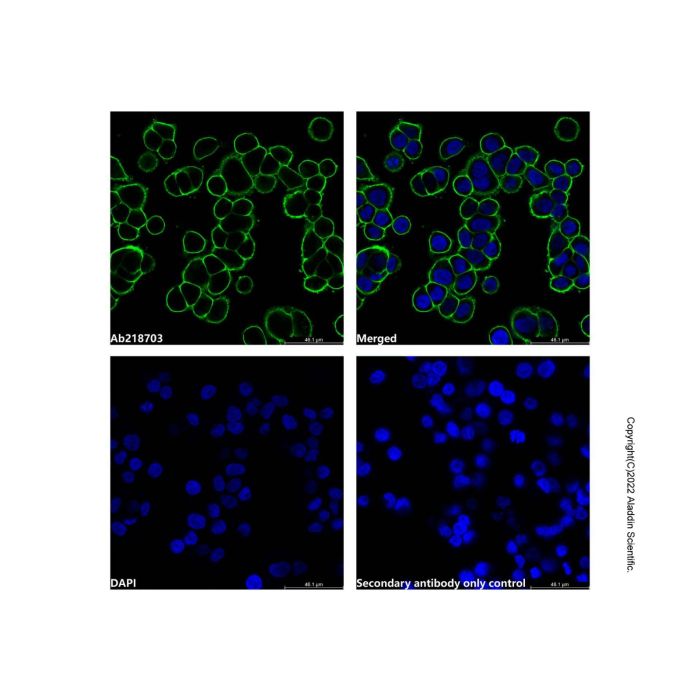 Goat Anti-Human IgG (AF488) (Ready to use)