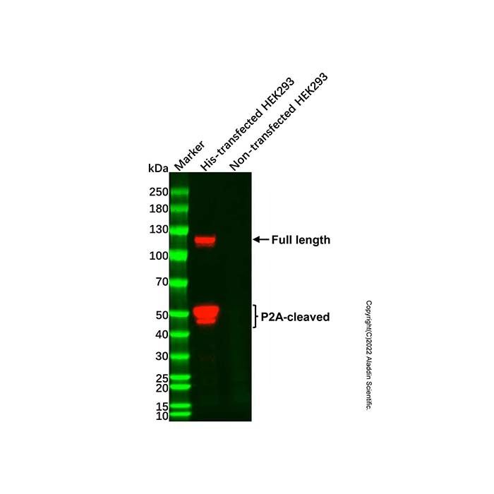 His tag (C-terminal) Mouse mAb