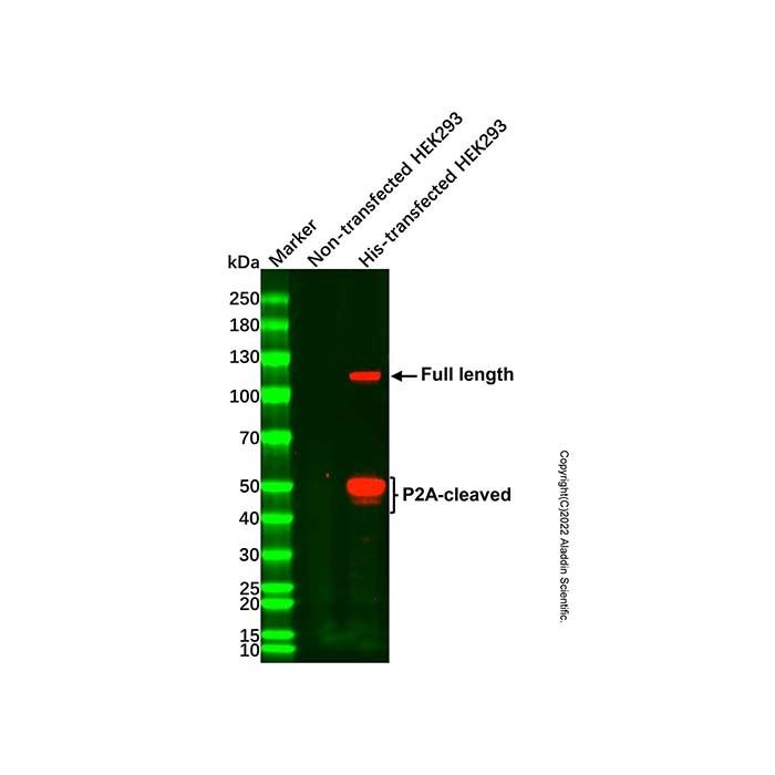 His tag (C-terminal) Mouse mAb