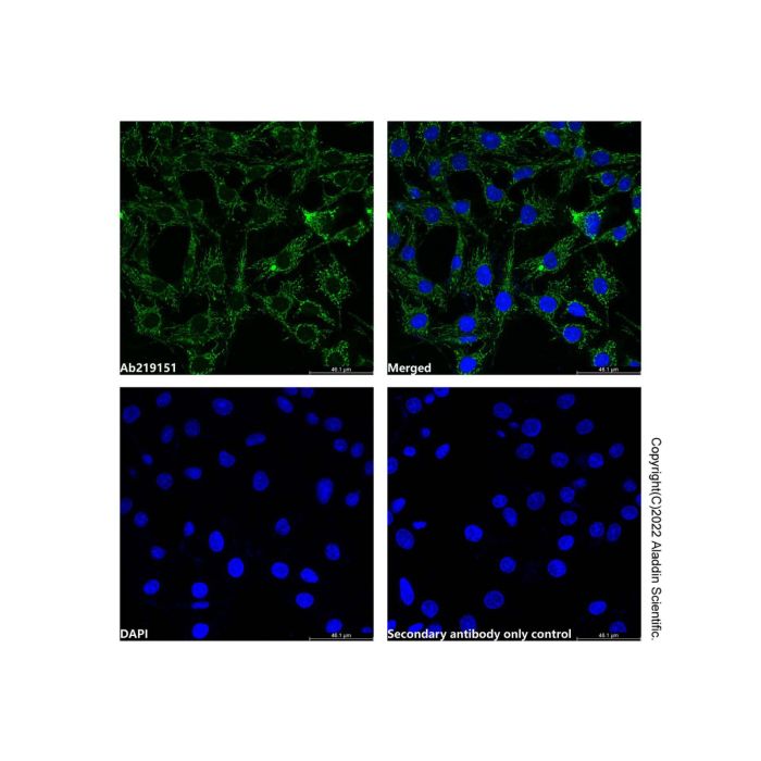 Cyclophilin B Mouse mAb (Biotin)