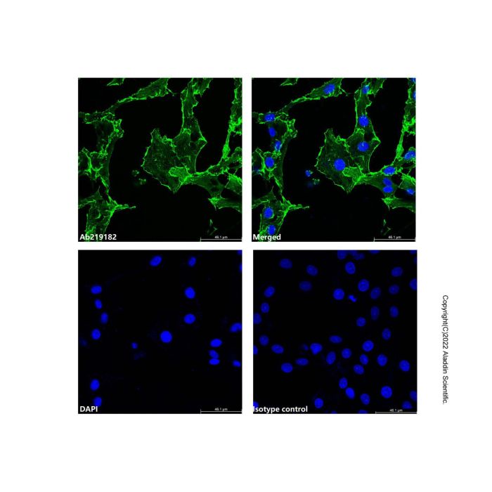 beta Actin Mouse mAb (AF488)