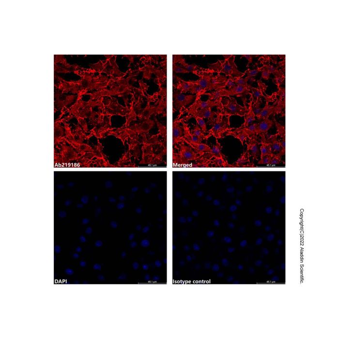 beta Actin Mouse mAb (AF647)