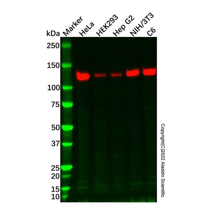 Vinculin Mouse mAb (HRP)