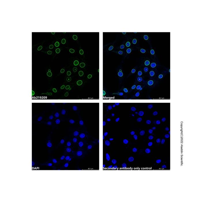 Lamin A/C Mouse mAb (Biotin)