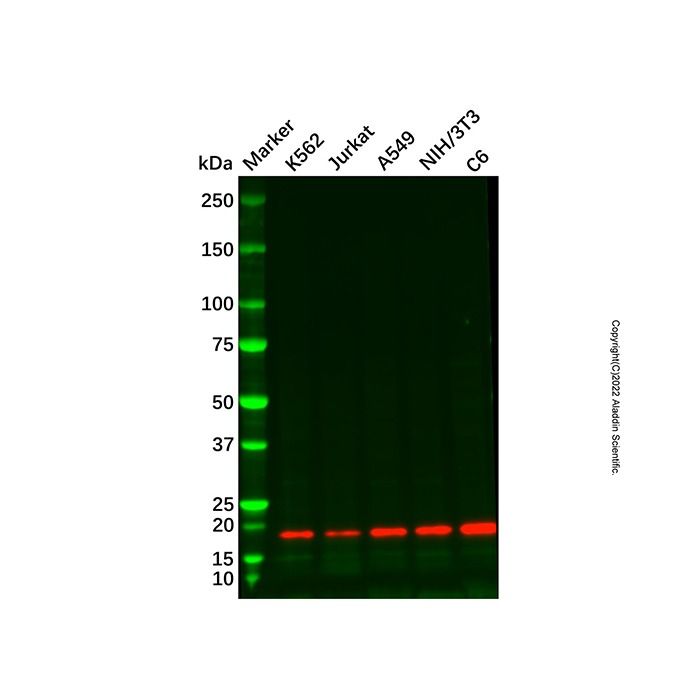 Cofilin Mouse mAb (HRP)