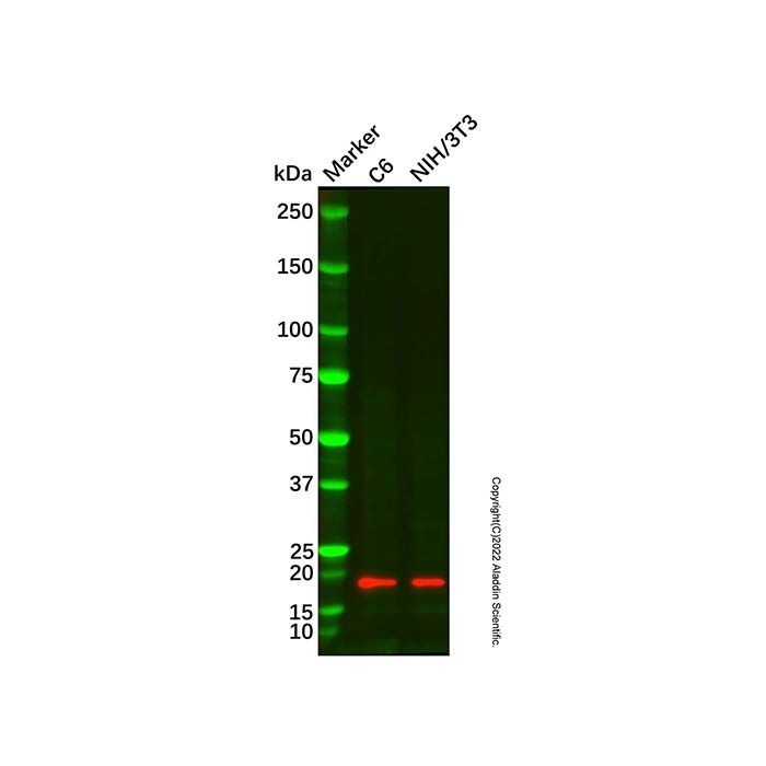 Cofilin Mouse mAb (Biotin)