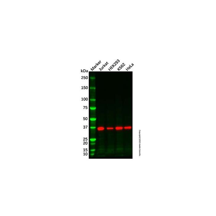 GAPDH Mouse mAb (HRP)