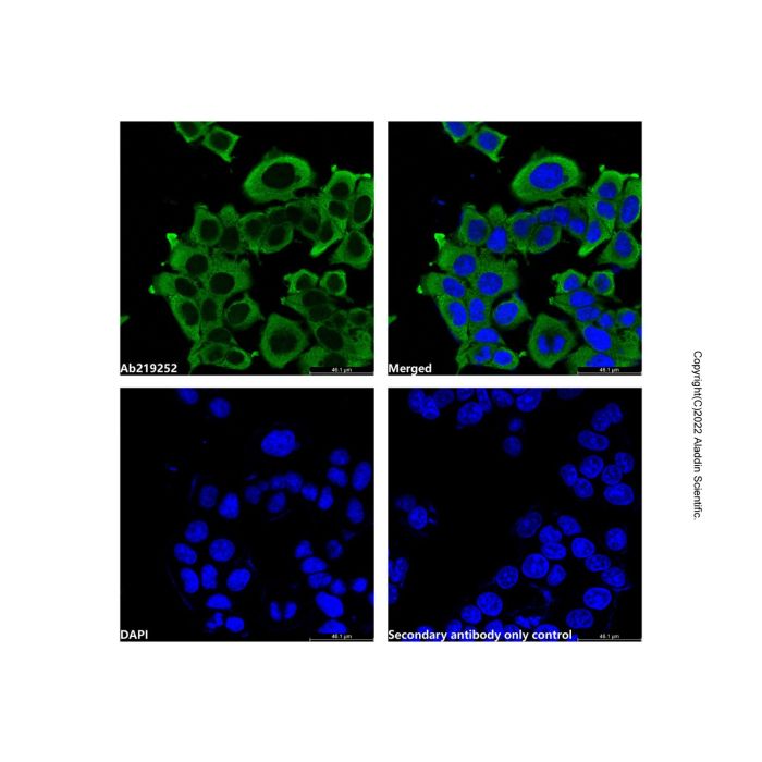 GAPDH Mouse mAb (Biotin)