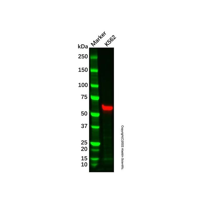 Hsp60 Mouse mAb (HRP)