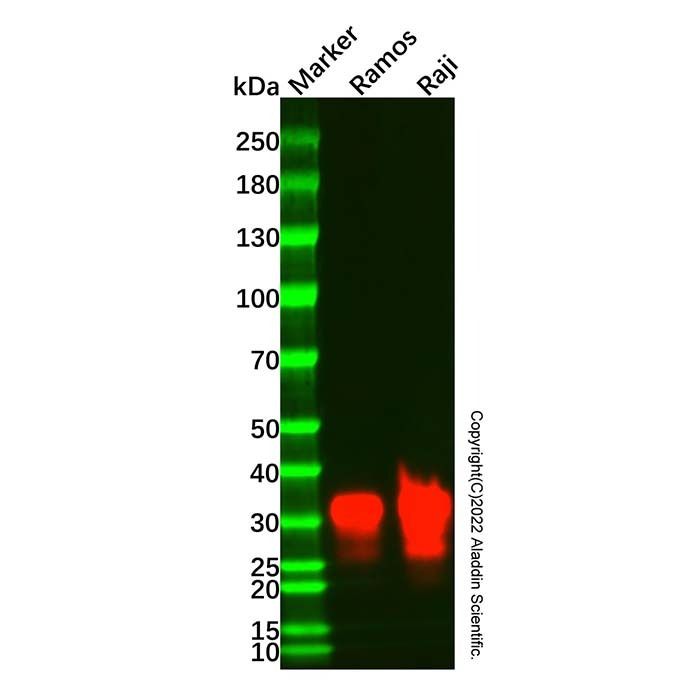 HLA-DR Mouse mAb