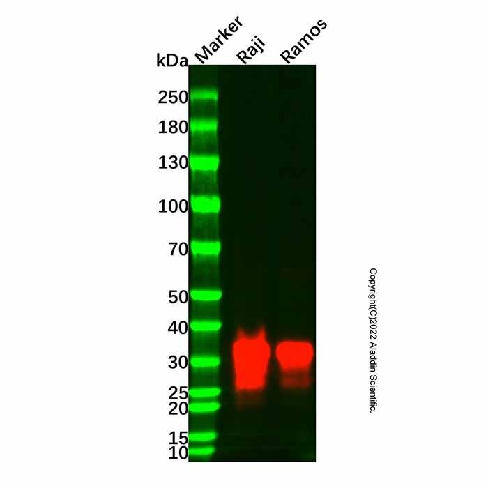 HLA-DR Mouse mAb