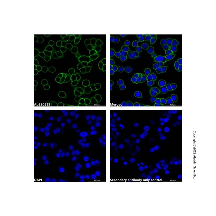 Goat Anti-Human IgG (LumiDye™ Blue 515)