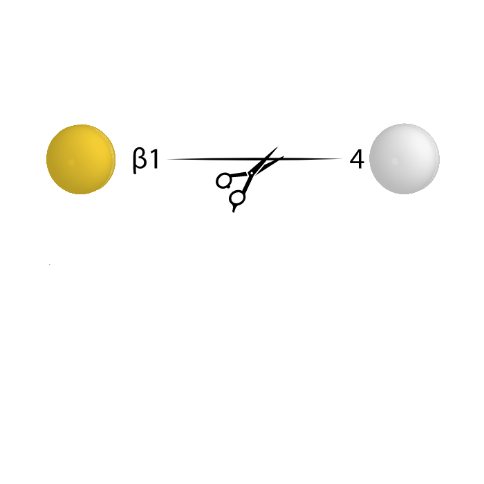 Beta Galactosidase