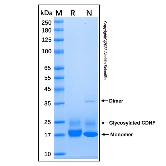 Recombinant Human CDNF Protein