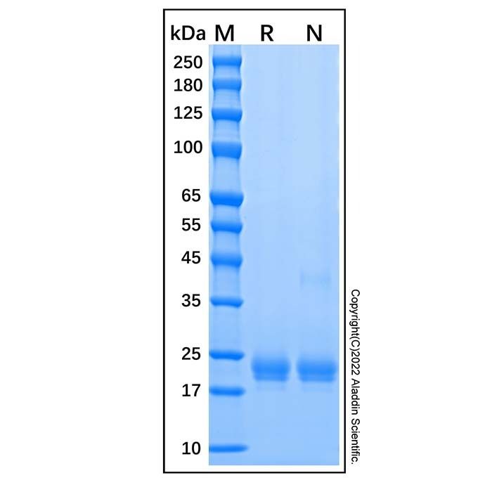 Recombinant Human IL-1 alpha/IL-1F1 Protein