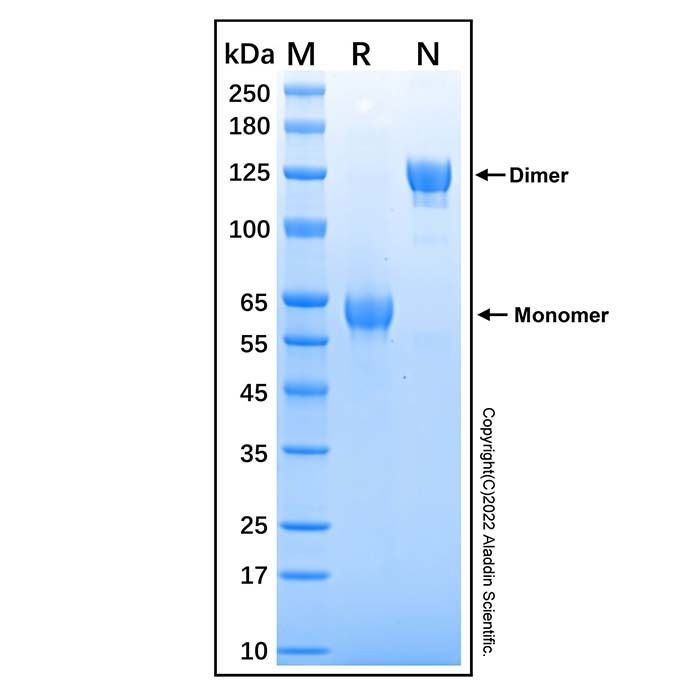 Recombinant Human JAM-C Protein