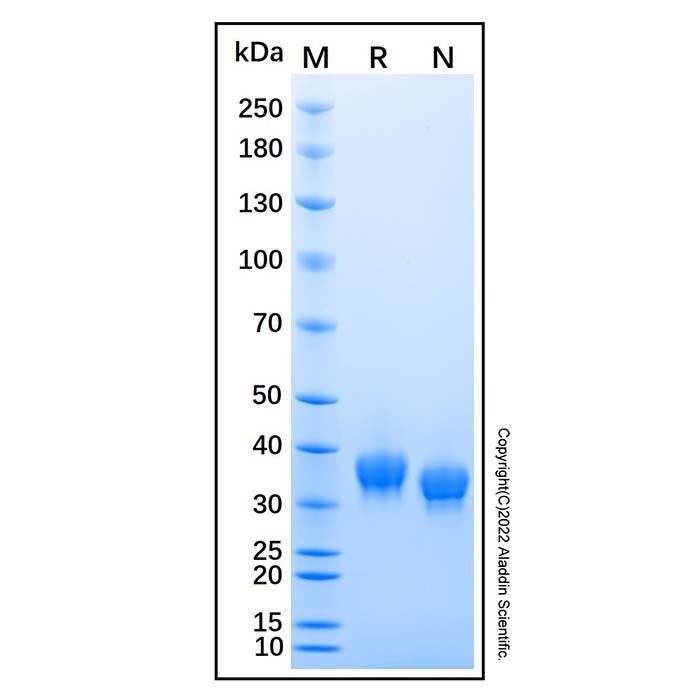 Recombinant Human JAM-B/VE-JAM Protein