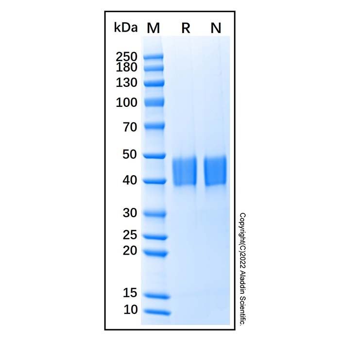 Recombinant Human LRG1 Protein
